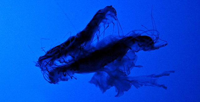 Great Yarmouth Sea Life Centre Image